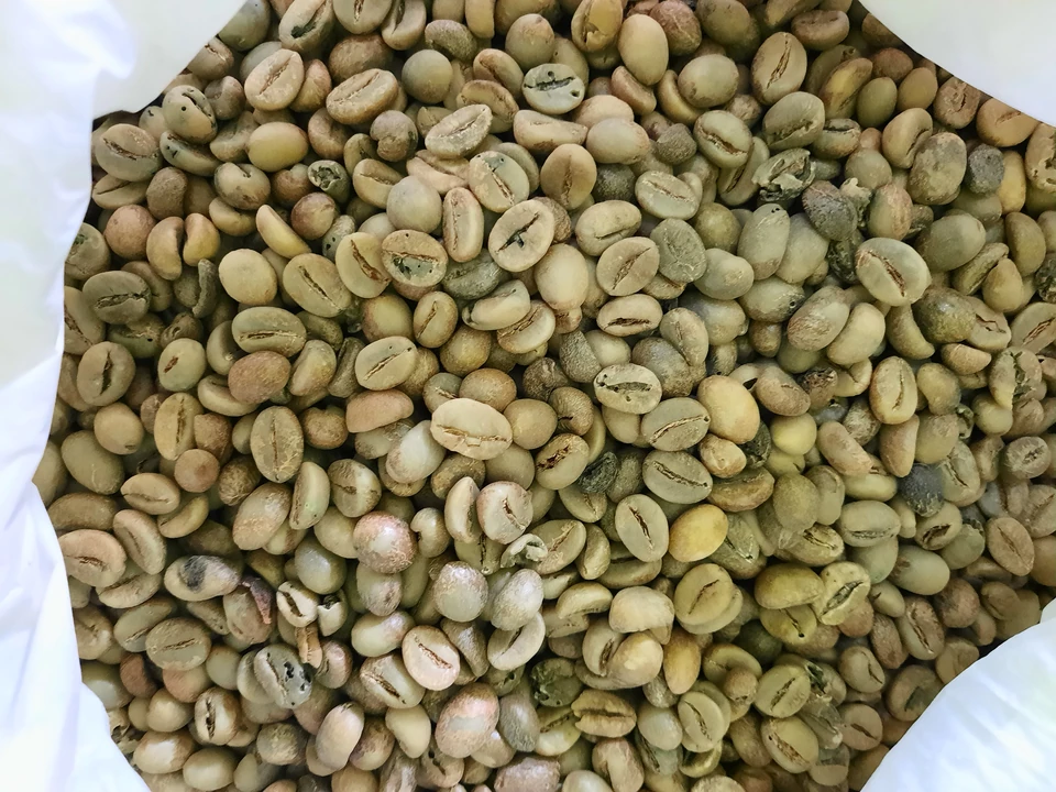 Produk Green Beans